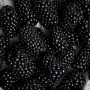 Ежевика 150гр фото 2