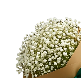 Гипсофила